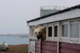 Ограбление провалилось: полярный медведь залез в окно отеля и застрял. ФОТО