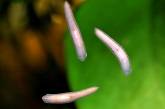 Плоские черви помогут людям стать бессмертными