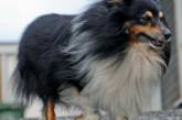 Героический пес спас беспомощного пенсионера от холодной смерти 