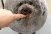 Собака круглой формы «Тефтелька» — новая звезда соцсетей. ФОТО