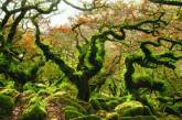 Восемь самых необычных лесов в мире. Фото