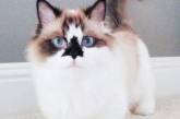 Кот с необычным окрасом стал звездой Instagram. ФОТО