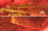 В янтаре обнаружили клеща, жившего около 99 миллионов лет назад. ФОТО