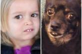 Смешные фотки собак, невероятно похожих на людей. ФОТО
