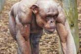 Этому мускулистому шимпанзе позавидует любой бодибилдер. ФОТО