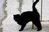 Черная пантера из Люксембурга оказалась обыкновенным котом