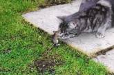 Храбрая мышь атаковала голодного кота и подружилась с ним