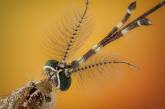 Макрофотографии насекомых от Хавьера Рупереса. ФОТО