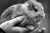 Неуклюжий телеоператор раздавил насмерть 17-дневного безухого крольчонка в немецком зоопарке