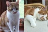 В Британии кот после 10 лет «странствий» вернулся домой