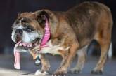 В США состоялся конкурс на самую «уродливую» собаку в мире. ФОТО
