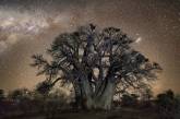 Древние деревья нашей планеты на снимках Бет Мун. ФОТО