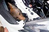 Сбитый койот прокатился 1000 километров под машиной и выжил (ФОТО)