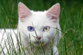 Милые кошки с нарушением пигментации глаз. ФОТО