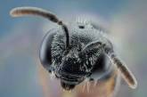 Самые жуткие насекомые, напоминающие пришельцев. Фото