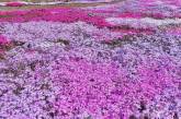 Сказочные фотографии цветов от Тацуя Курису. ФОТО