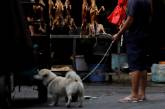 Ежегодный фестиваль собачьего мяса в Китае. ФОТО