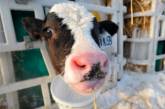 В России коров признали неопасными для полетов