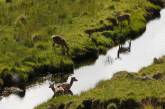 Наблюдение за оленями на острове Рам. ФОТО