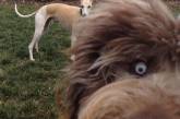 20 смешных собак, которые умеют портить снимки