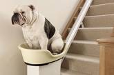 Толстых псов научат подниматься по лестницам в механической корзине  