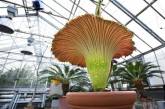 В Германии распустился самый большой цветок в мире