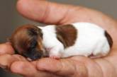 Крохотный щенок по кличке Чудо родился весом в 60 граммов и ростом 5 сантиметров
