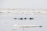 Крымские дельфины выбрались из ледяной ловушки  