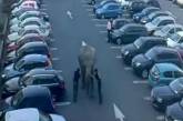 Слона-беглеца задержали на автомобильной парковке 