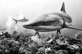 Красота подводного мира на чёрно-белых фотографиях. ФОТО