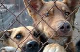 В Украину приехали австрийские передвижные клиники для бездомных животных