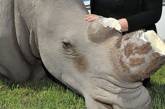 Стекловолоконный носорог стал жертвой охотника за рогами