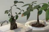 Японцы превратили обычные растения в интерактивные	