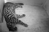 Таллинский зоопарк проведет прямую трансляцию рождения леопарда