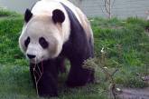 Свидания панд из Эдинбургского зоопарка оказались безрезультатными