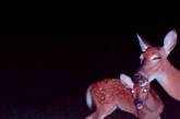 Странные снимки животных с фотоловушек. ФОТО