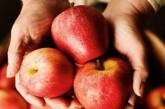 Яблочная кожура содержит «лекарство» от старости