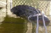 В Австралии был пойман 600-килограммовый крокодил.ФОТО