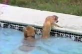 Взрослый пёс героически спас тонущего в бассейне щенка