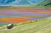 Цветущие поля Италии. ФОТО