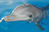 В Евпатории откроют самый большой дельфинарий в Украине