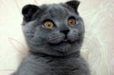 Кошка Ксюша признана самым очаровательным животным мира 