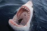 Белая акула приплыла на съемки National Geographic и перекусила серфингистом