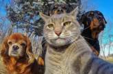 В сети появились забавные селфи кота с собаками. ФОТО