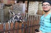 Умора: в зоопарке Каира ослов выдавали за зебр. ФОТО