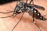 Опасный комар-убийца подобрался к границам Украины 