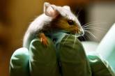Британские ученые доказали, что крысы кусаются больнее морских свинок