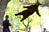 Голодного и перепуганного медведя, который забрёл в студгородок, спецслужбам пришлось сбивать с дерева
