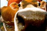 В появлении калифорнийского смога обвинили коров
