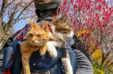 Две кошки-путешественницы из Японии. ФОТО
